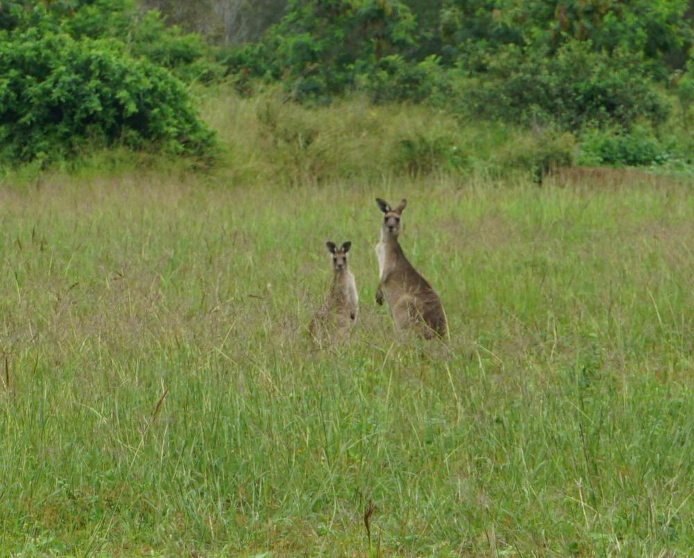 Meeting kangaroos on the graveyard of Hervey Bay