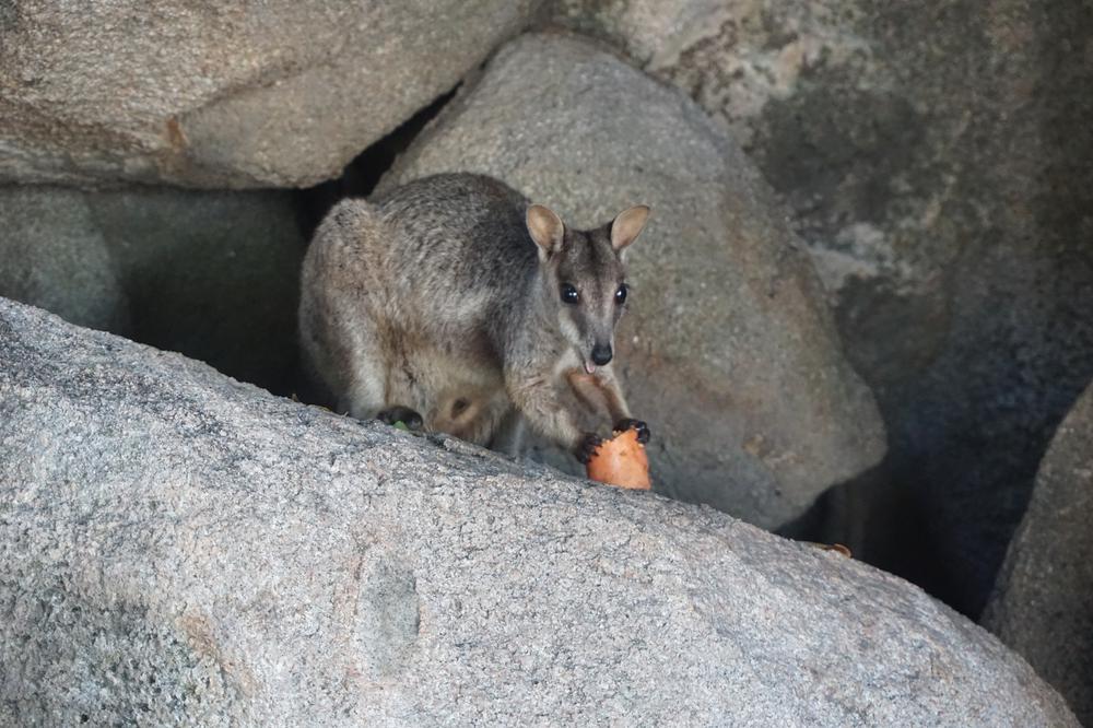 Magnetic Island - A great destination for animal and hiking lovers