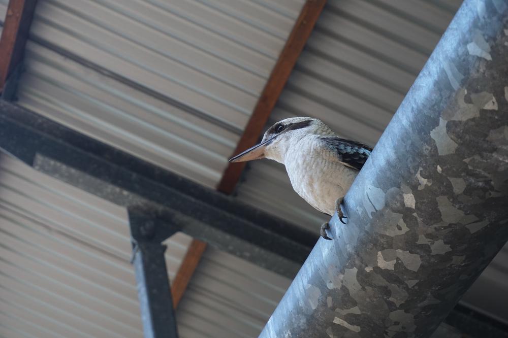 Magnetic Island - A great destination for animal and hiking lovers