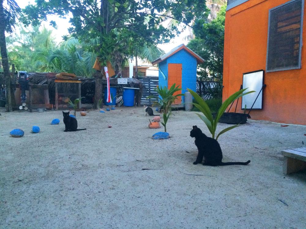 Cat orphanage instead of hotel in the island paradise Caye Caulker