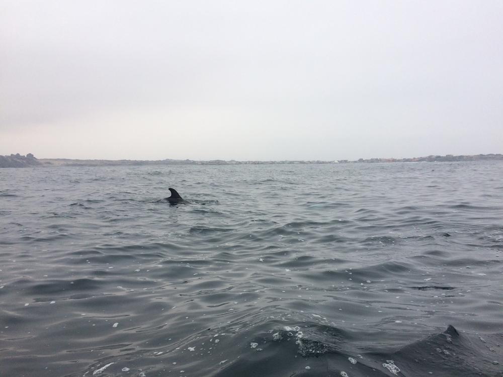 La Serena - Watching sea lions, little penguins & a blue whale