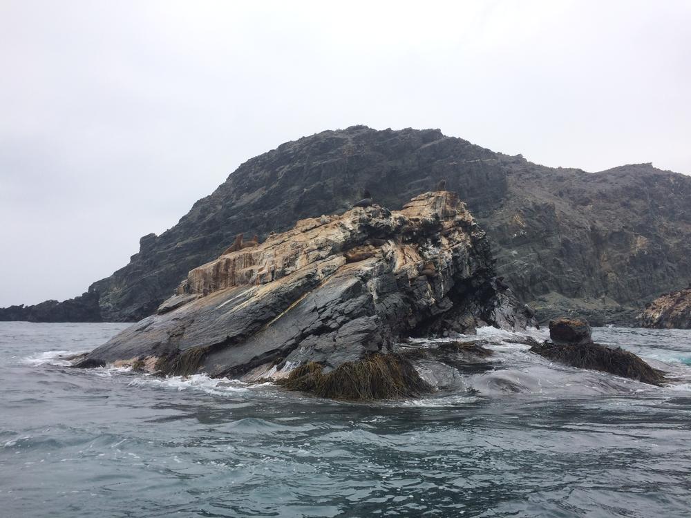 La Serena - Watching sea lions, little penguins & a blue whale