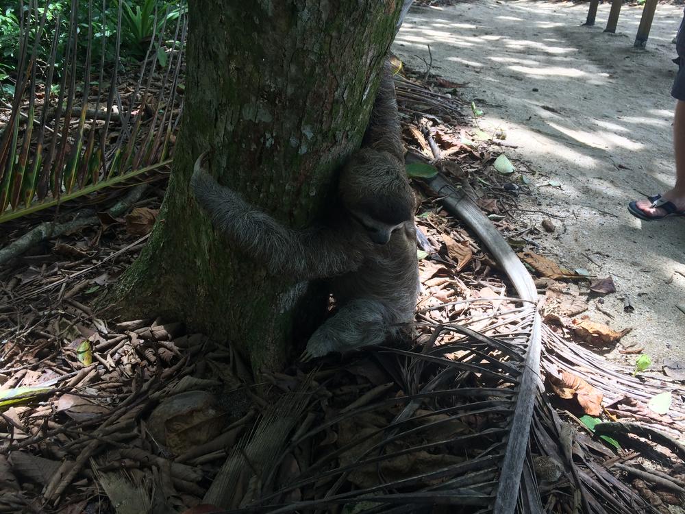 A shitting sloth in Puerto Viejo
