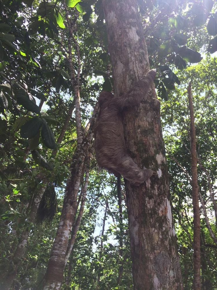 A shitting sloth in Puerto Viejo