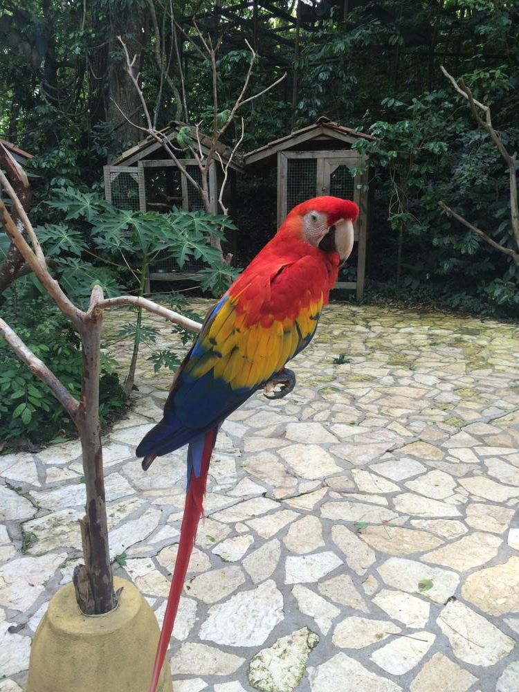 Copán - colourful birds and old ruins