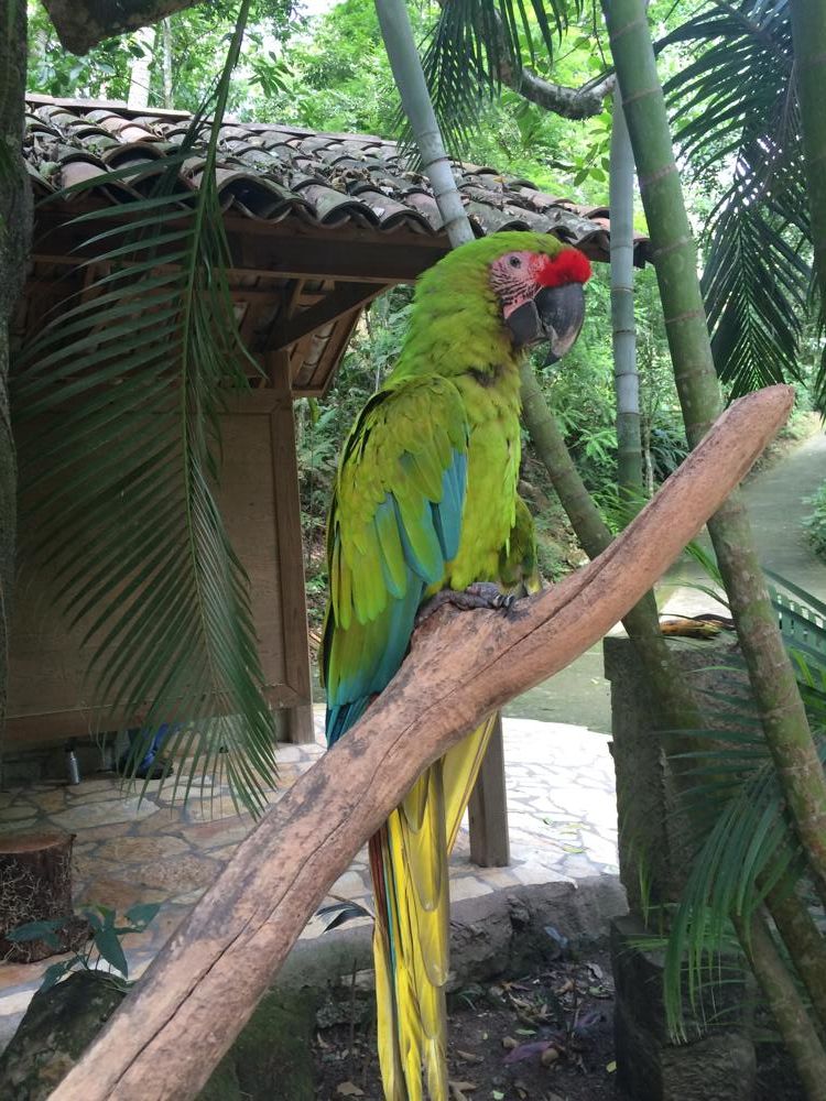 Copán - colourful birds and old ruins