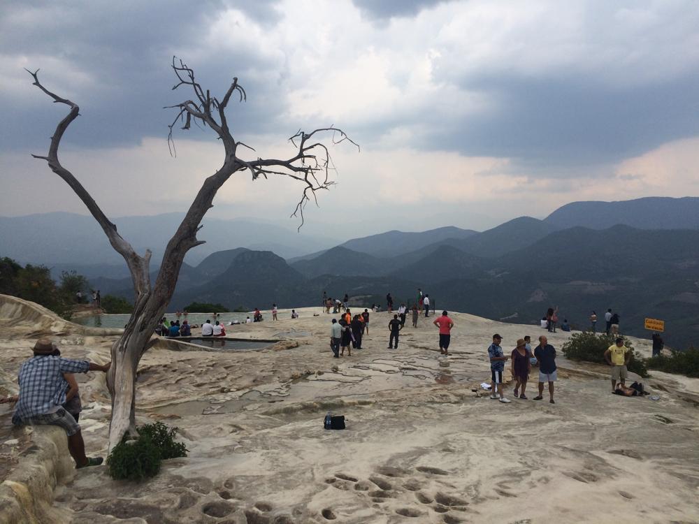 teachers on strike and sexy trees in Oaxaca