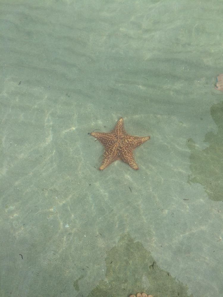 Starfish in Bocas del Toro