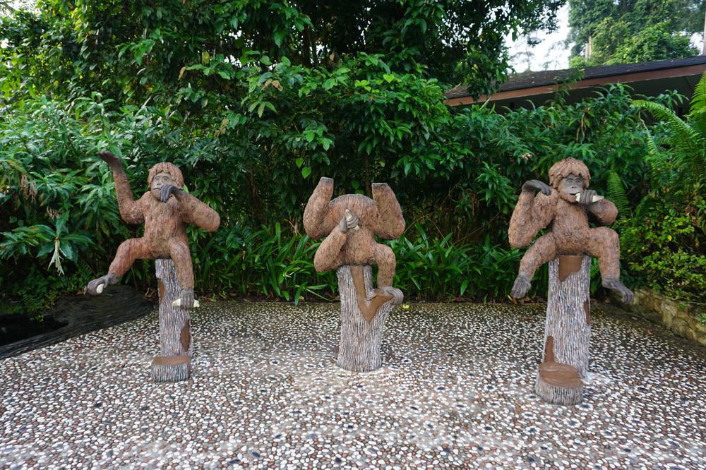 Meeting Orangutans in Sandakan