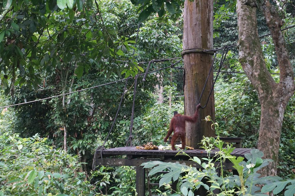 Meeting Orangutans in Sandakan